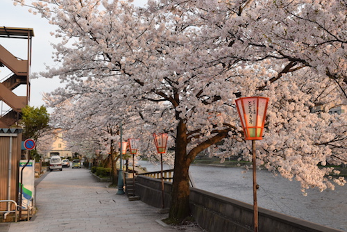 DSC_0110桜.JPG